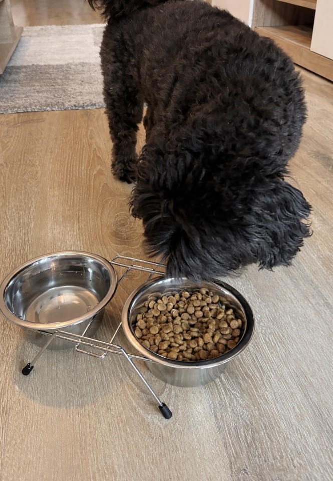 Recenzie produs - Set 2 castroane din inox pentru animale,  Ø13 cm, 450 ml - agroelectro.ro