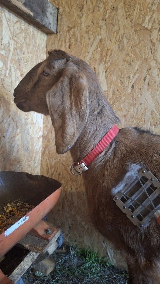 Recenzie produs - Țesală metalică pentru vaci și cai, 11 × 12,5 cm - agroelectro.ro