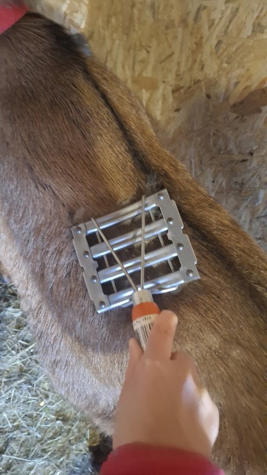 Recenzie produs - Țesală metalică pentru vaci și cai, 11 × 12,5 cm - agroelectro.ro