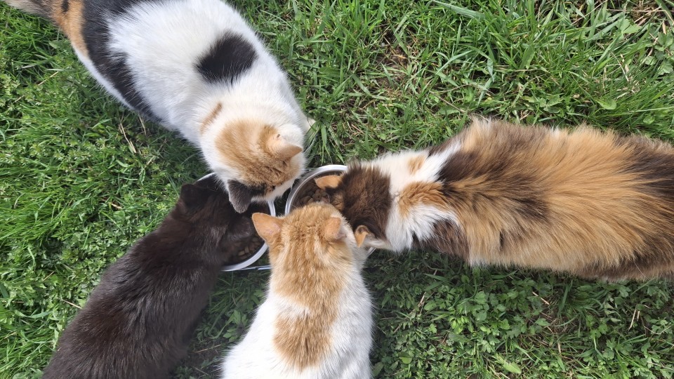 Recenzie produs - Set 2 castroane din inox pentru animale,  Ø13 cm, 450 ml - agroelectro.ro