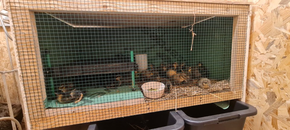 Recenzie produs - Placă de încălzire pentru pui, CosyHeat, 40 × 50 cm - agroelectro.ro