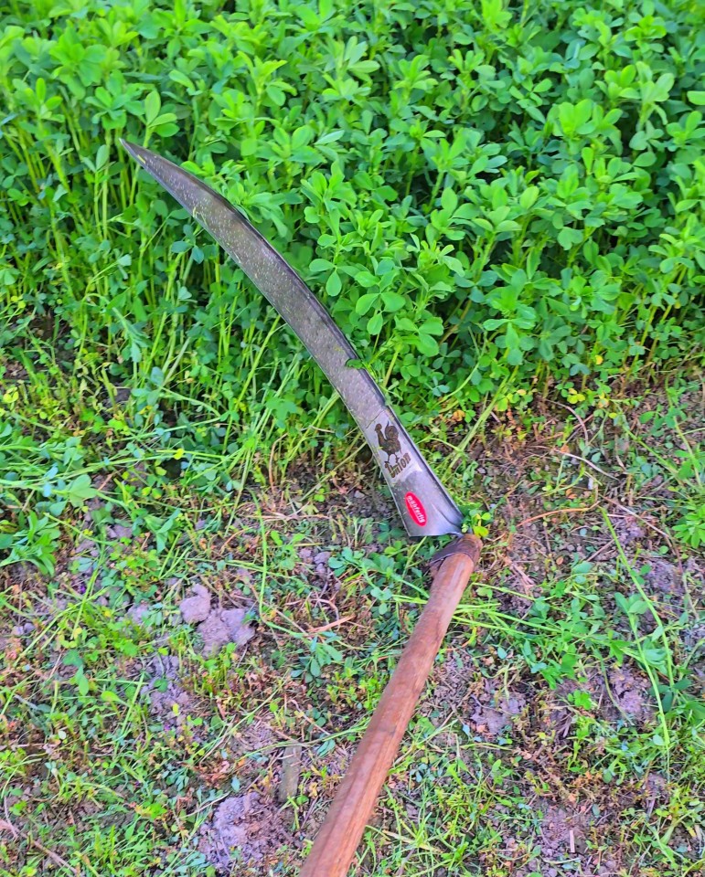 Recenzie produs - Coasă iarbă Hahnkopf, fără coadă, 70 cm - agroelectro.ro