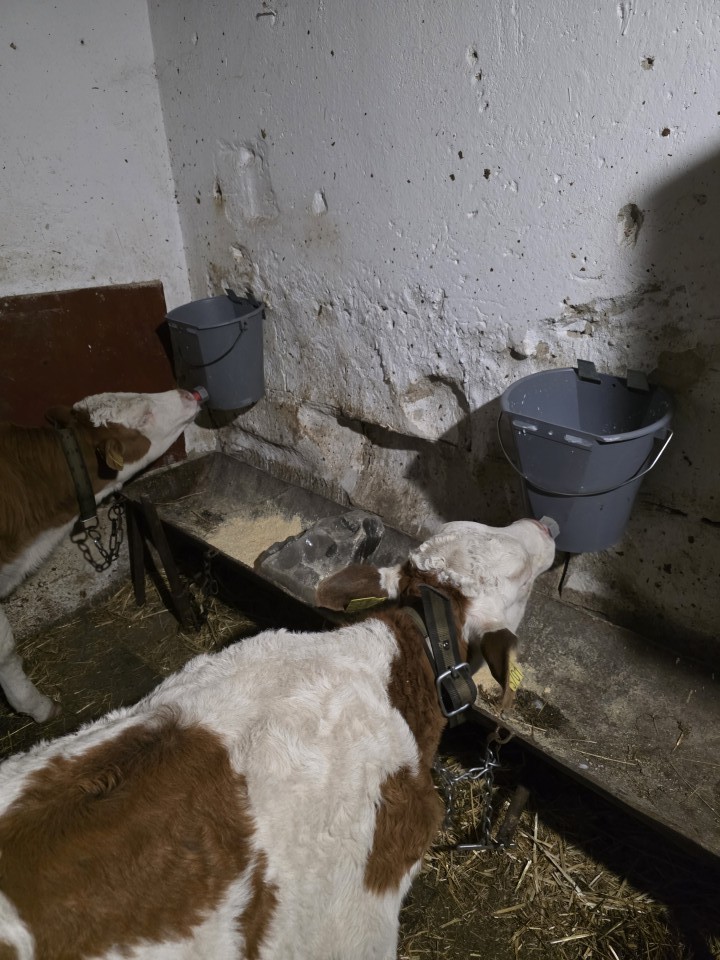 Recenzie produs - Găleată de alăptare pentru viței, 8 litri - agroelectro.ro