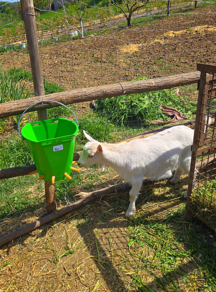 Recenzie produs - Găleată de alăptare pentru miei și iezi cu 6 tetine, 8 litri - agroelectro.ro