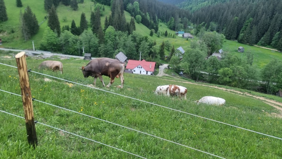 Recenzie produs - Aparat gard electric DL 4500, 4,5 Joule, cu adaptor de rețea 230/12 V - agroelectro.ro