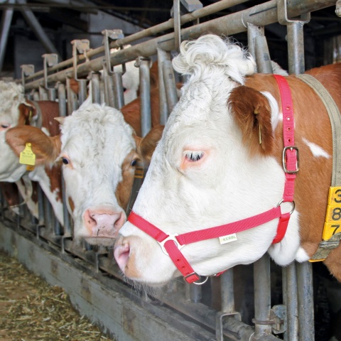 Căpăstru pentru cai, vaci și tauri, roșu