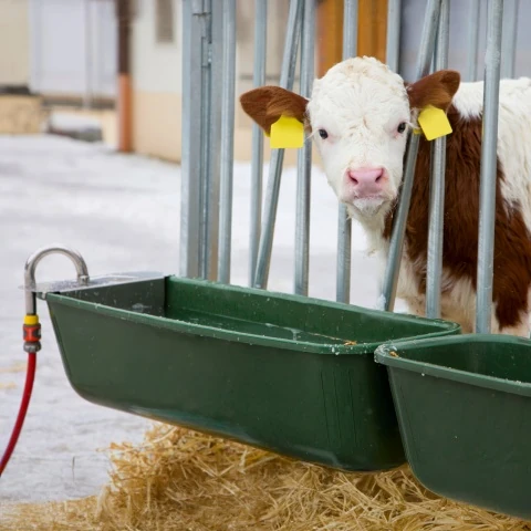 Adăpătoare pentru bovine, cu plutitor și racord de furtun, 42 litri