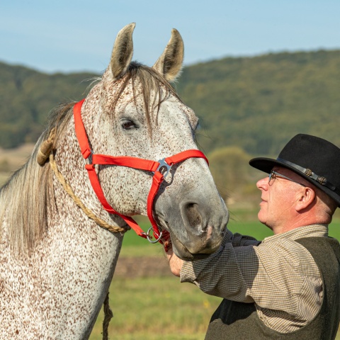 Căpăstru pentru cai, vaci și tauri, roșu