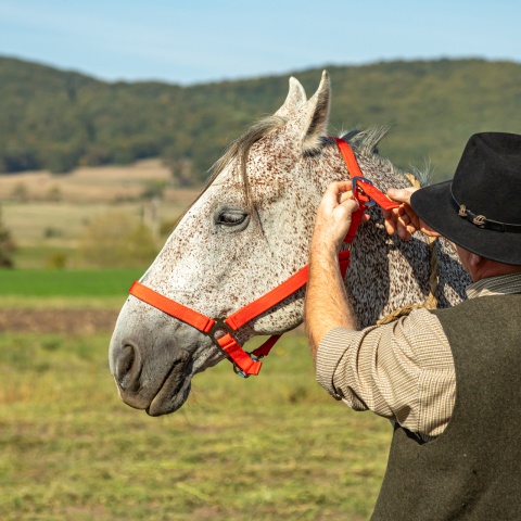 Căpăstru pentru cai, vaci și tauri, roșu