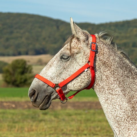 Căpăstru pentru cai, vaci și tauri, roșu
