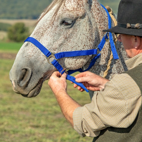 Căpăstru pentru cai, vaci și tauri, albastru