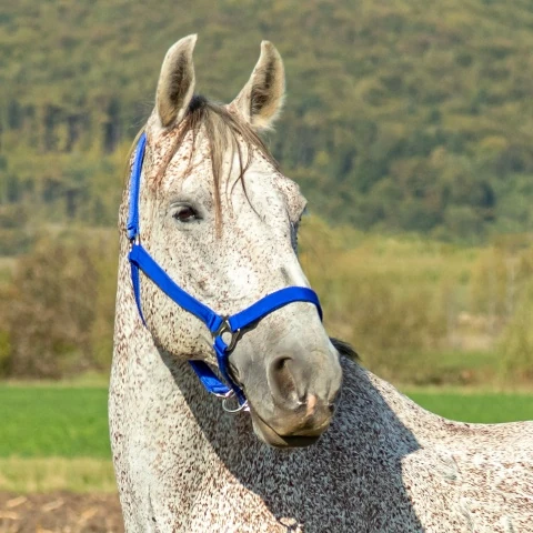 Căpăstru pentru cai, vaci și tauri, albastru :: Albastru