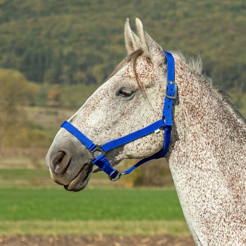 Căpăstru pentru cai, vaci și tauri, albastru