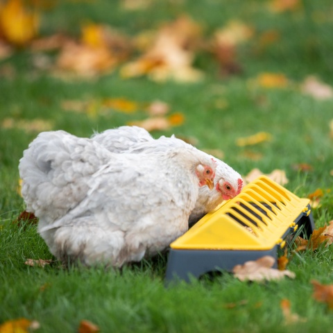 Hrănitoare pentru pui, plastic antracit-galben, 50 cm