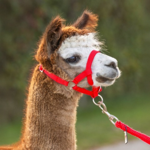Căpăstru pentru alpaca