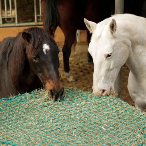 Plasă de hrănire pentru cai, 150 × 150 cm