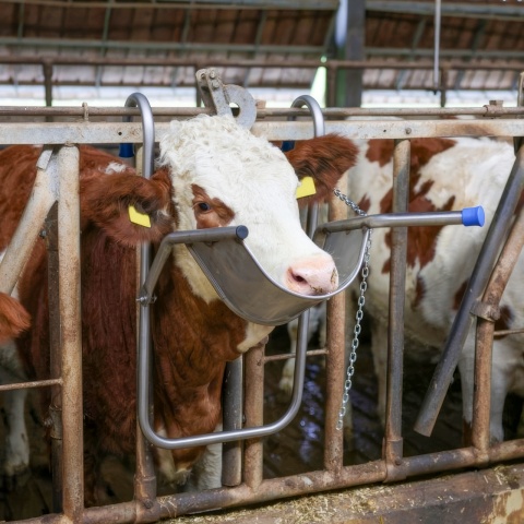 Suport de cap reglabil pentru bovine, pentru tratamente