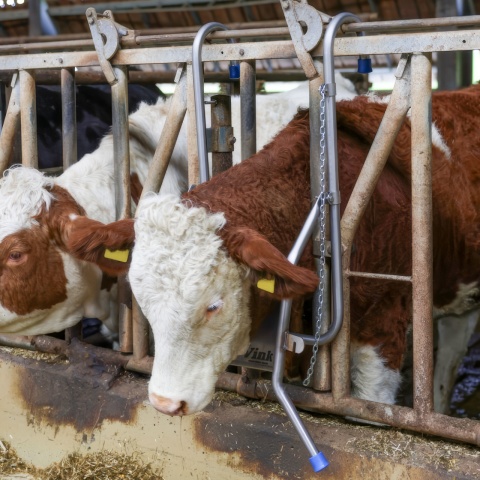Suport de cap reglabil pentru bovine, pentru tratamente