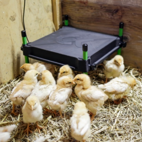 Placă de încălzire pentru pui, CosyHeat, 30 × 30 cm