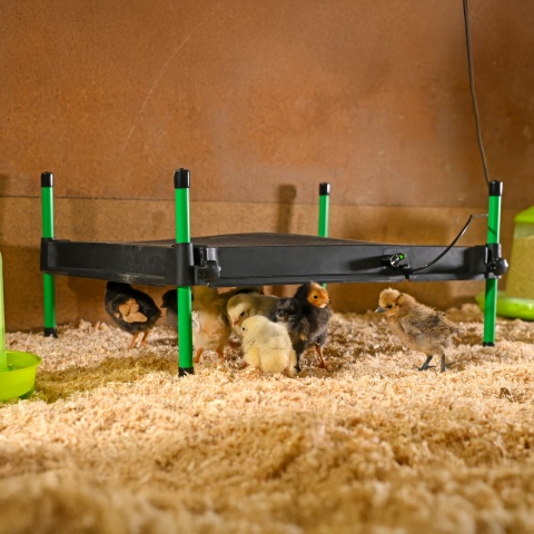 Placă de încălzire pentru pui, CosyHeat, 40 × 50 cm