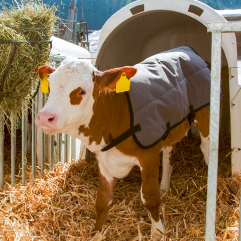 Pătură pentru viței, impermeabilă, gri, 70 × 70 cm