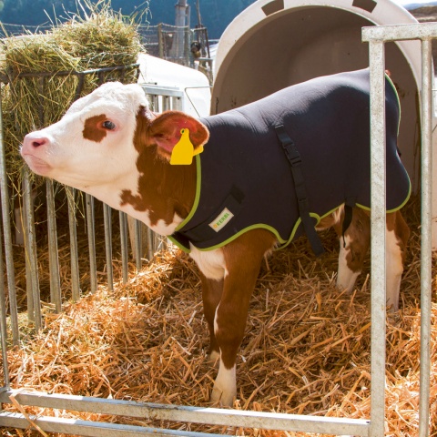 Pătură pentru viței, premium, termoizolantă, impermeabilă, negru, 70 × 70 cm