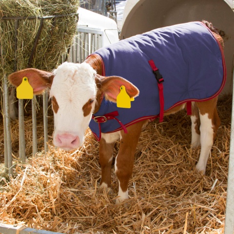 Pătură pentru viței, impermeabilă, ThermoPlus, albastru închis, 80 × 70 cm