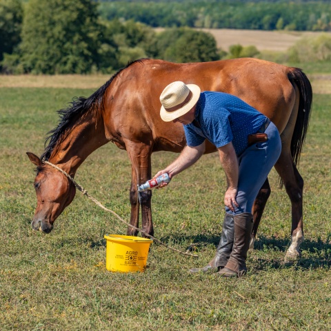 Șampon pentru cai, aromă FrenchKiss, MagicBrush, 500 ml