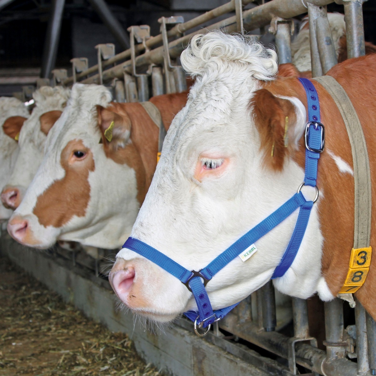 Căpăstru pentru cai, vaci și tauri, albastru