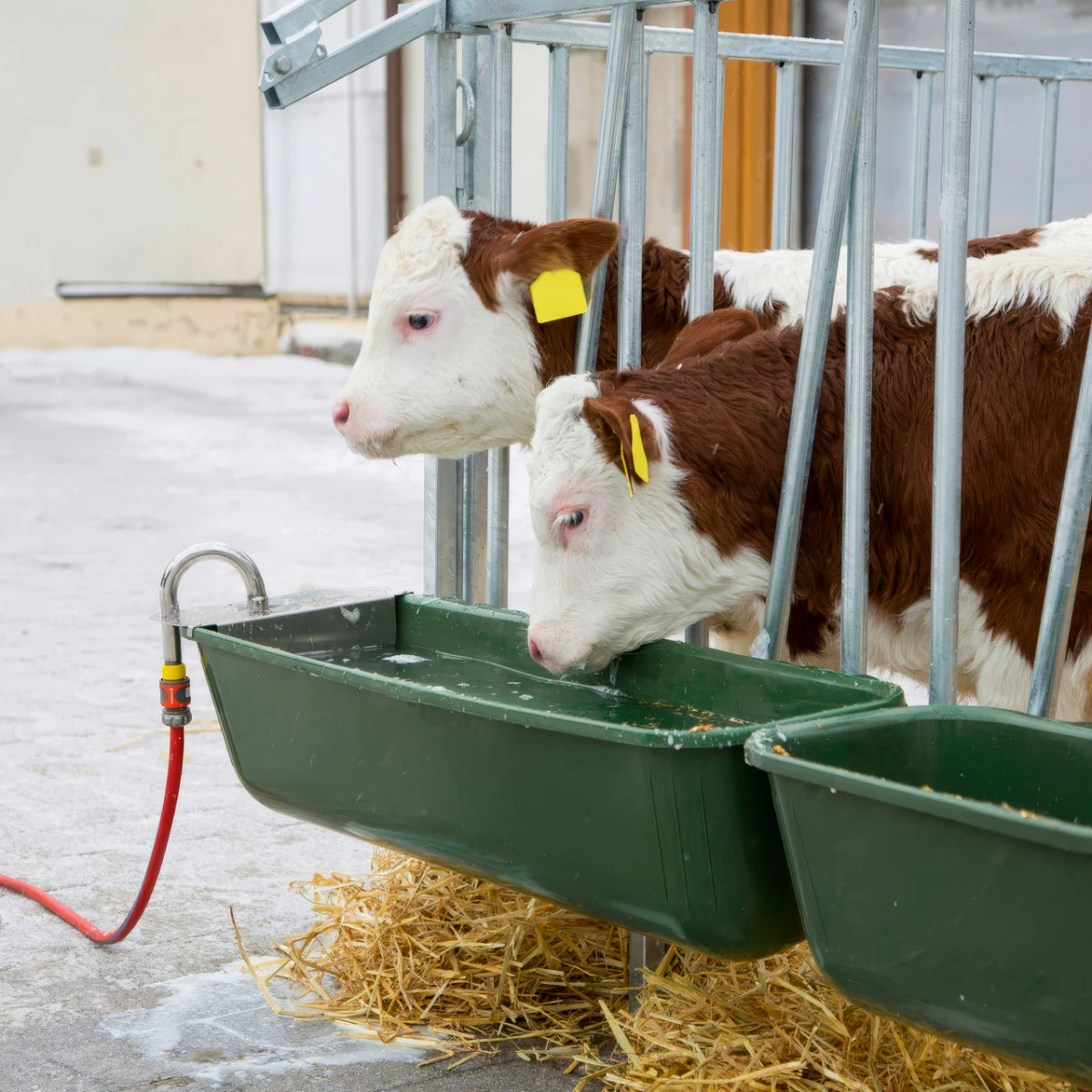 Adăpătoare pentru bovine, cu plutitor și racord de furtun, 42 litri