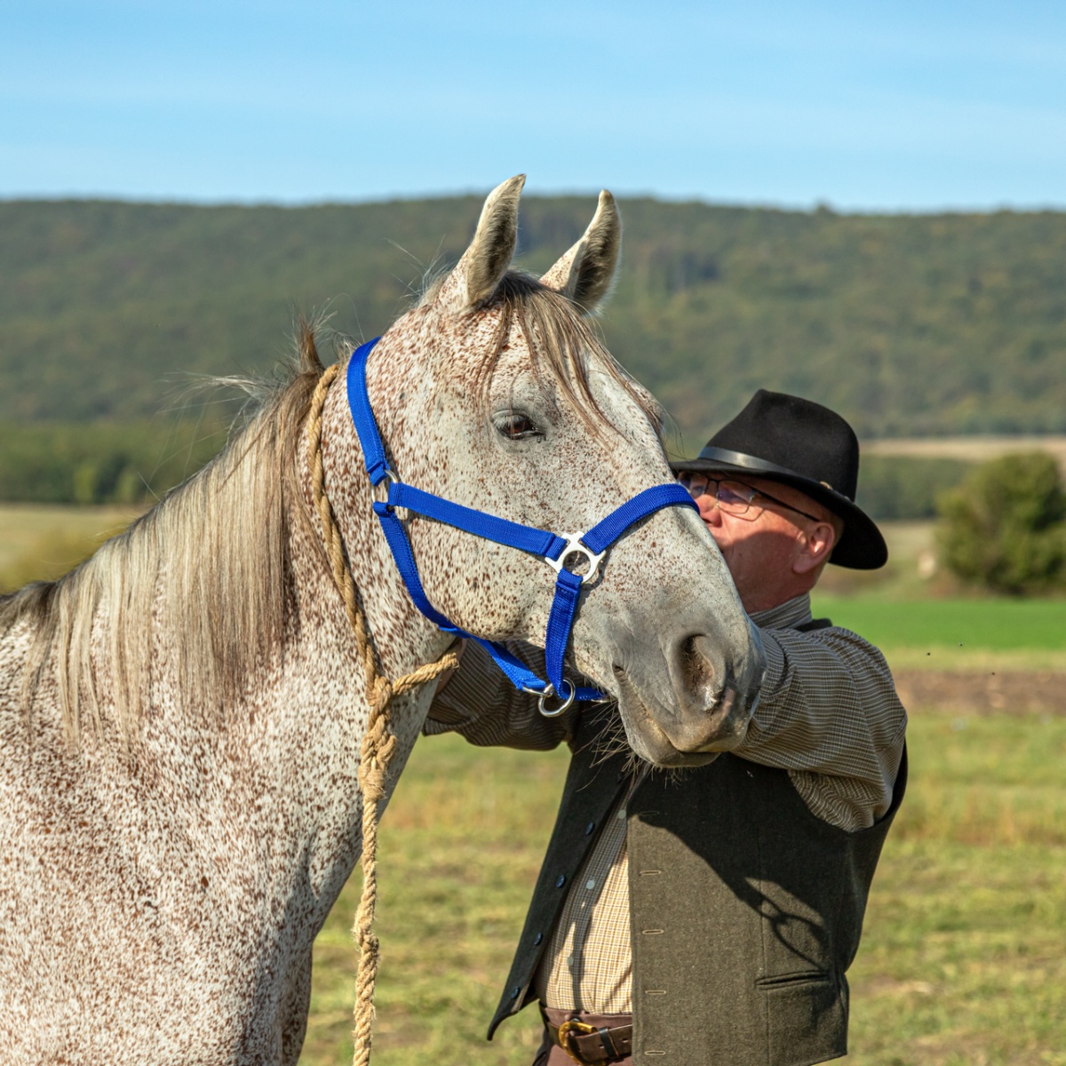 Căpăstru pentru cai, vaci și tauri, albastru