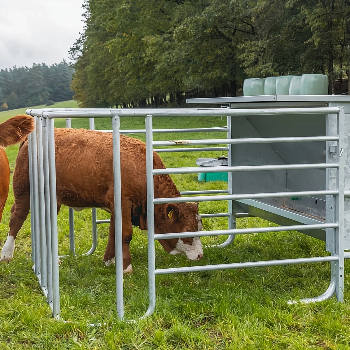 Hrănitoare concentrat pentru viței, cu gard de protecție reglabil, 900 litri