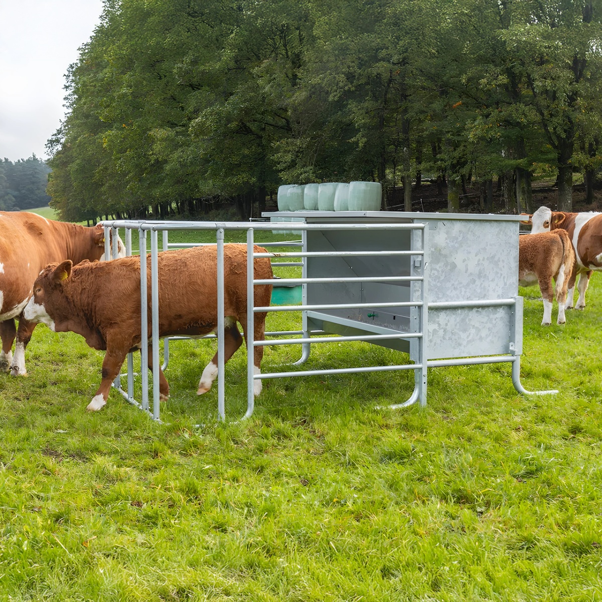 Hrănitoare concentrat pentru viței, cu gard de protecție reglabil, 900 litri