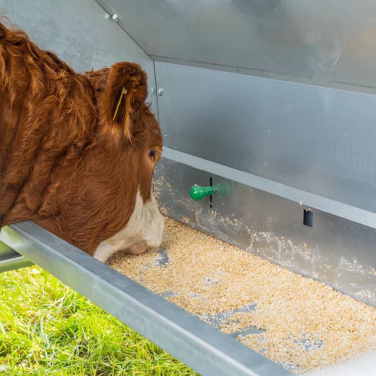 Hrănitoare concentrat pentru viței, cu gard de protecție reglabil, 900 litri