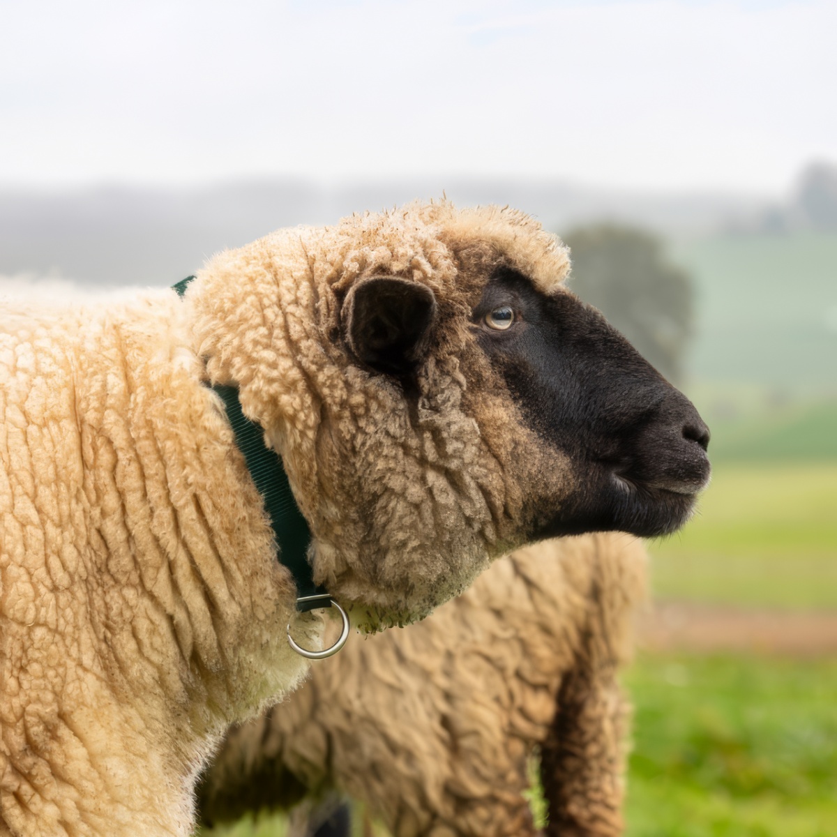 Colier pentru oi, verde, 60 cm