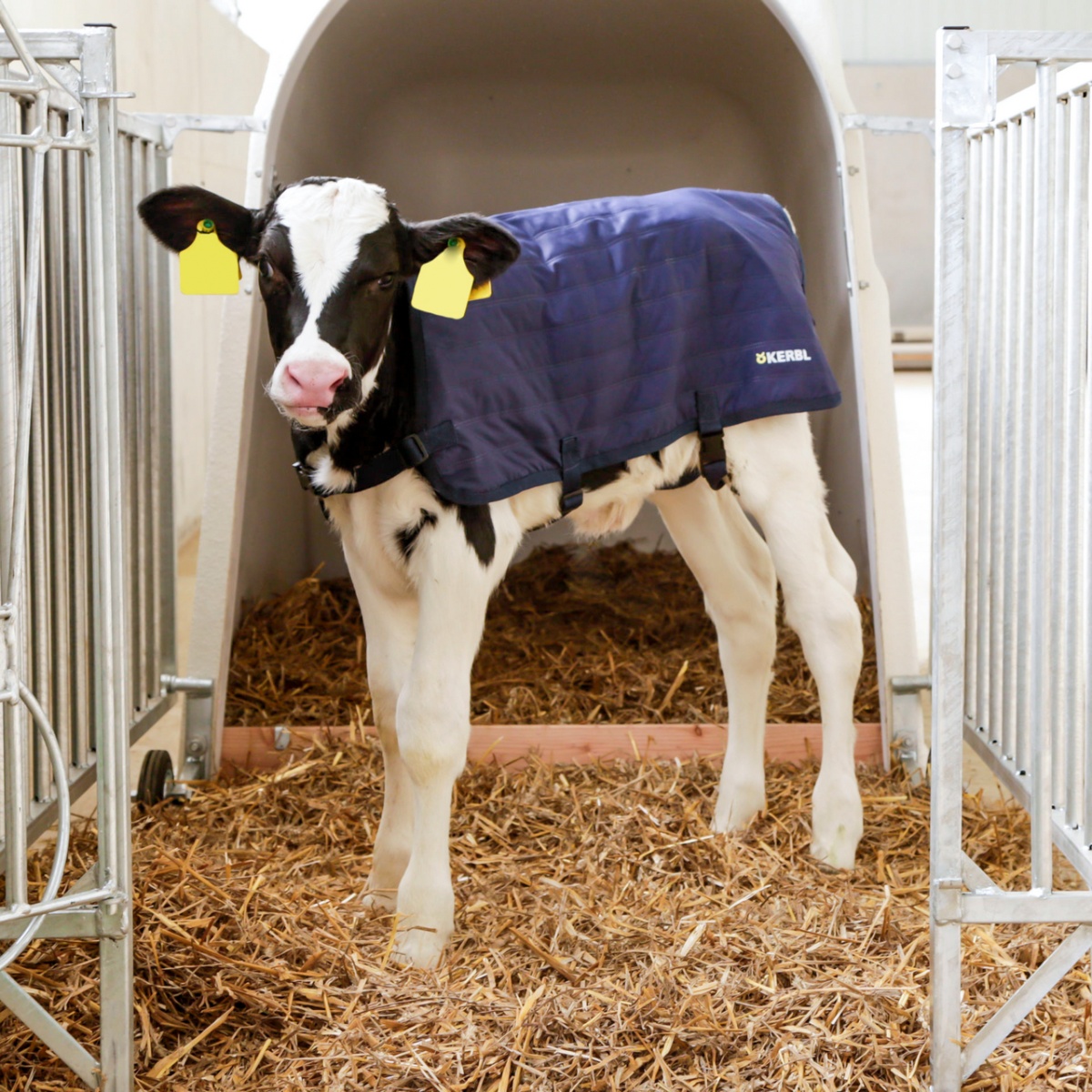 Pătură pentru viței, impermeabilă, EasyWear, albastru închis, 70 × 70 cm