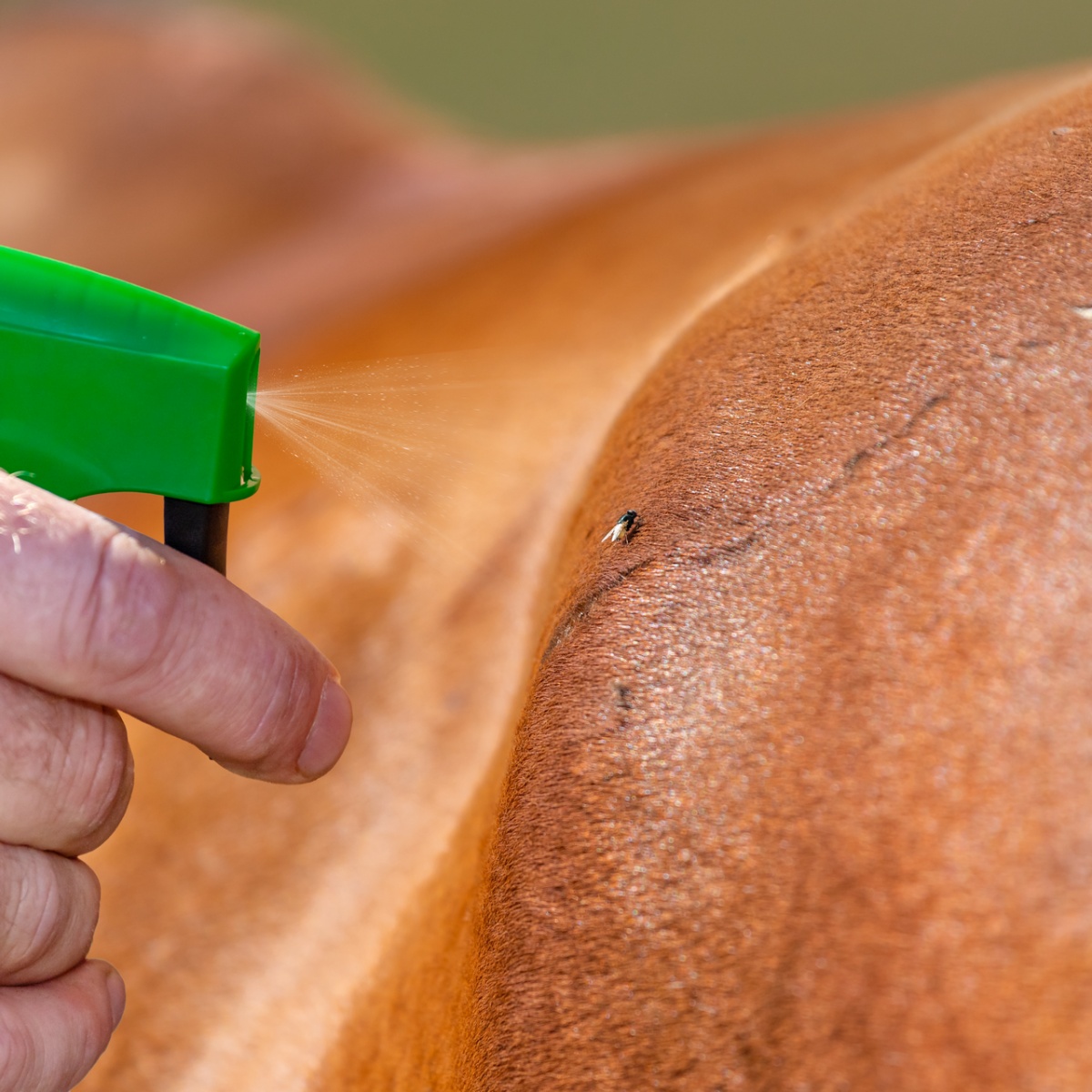 Spray împotriva muștelor, CIT MuscaBlock, 1 litru