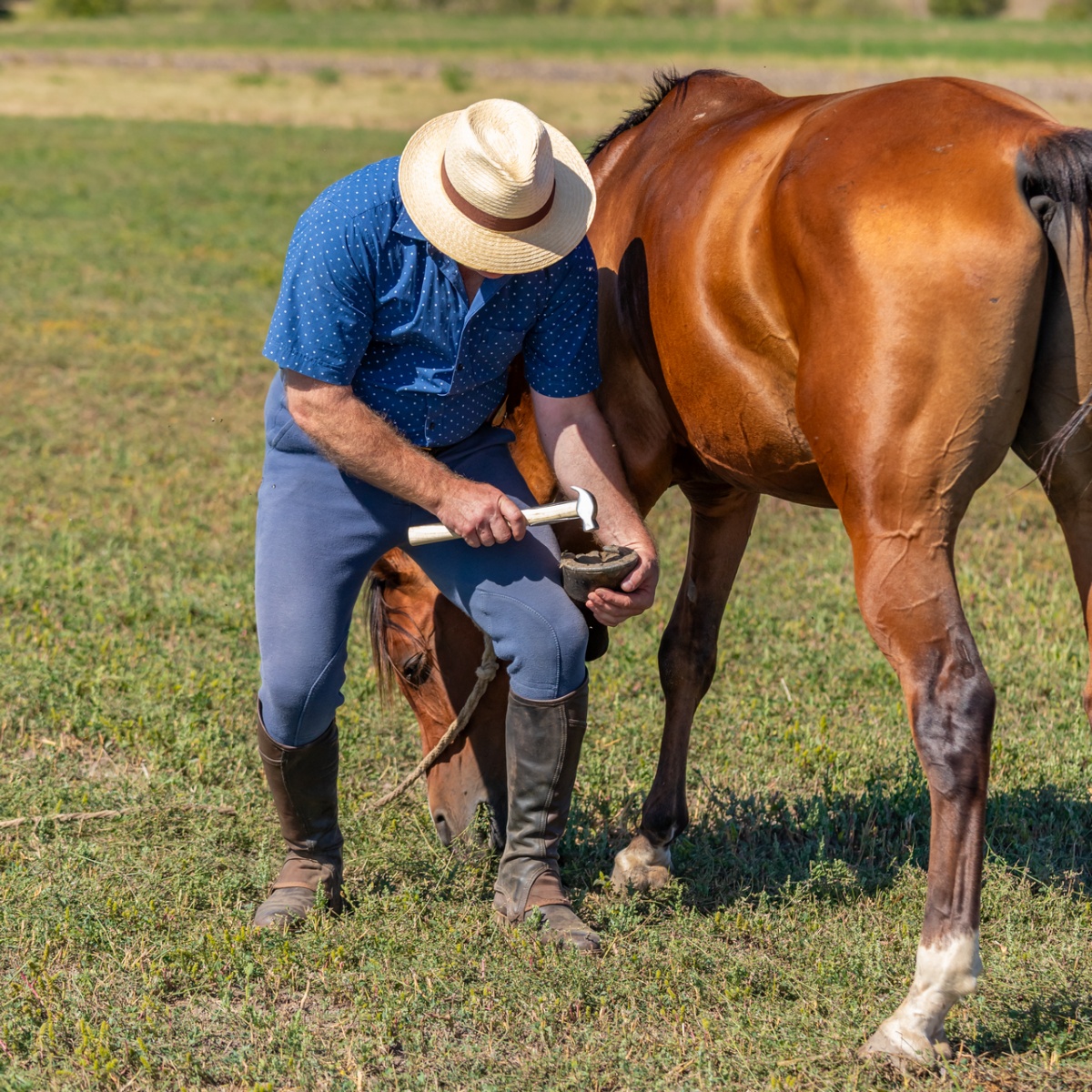 Ciocan pentru potcovit, cu mâner din lemn întărit, 33 cm