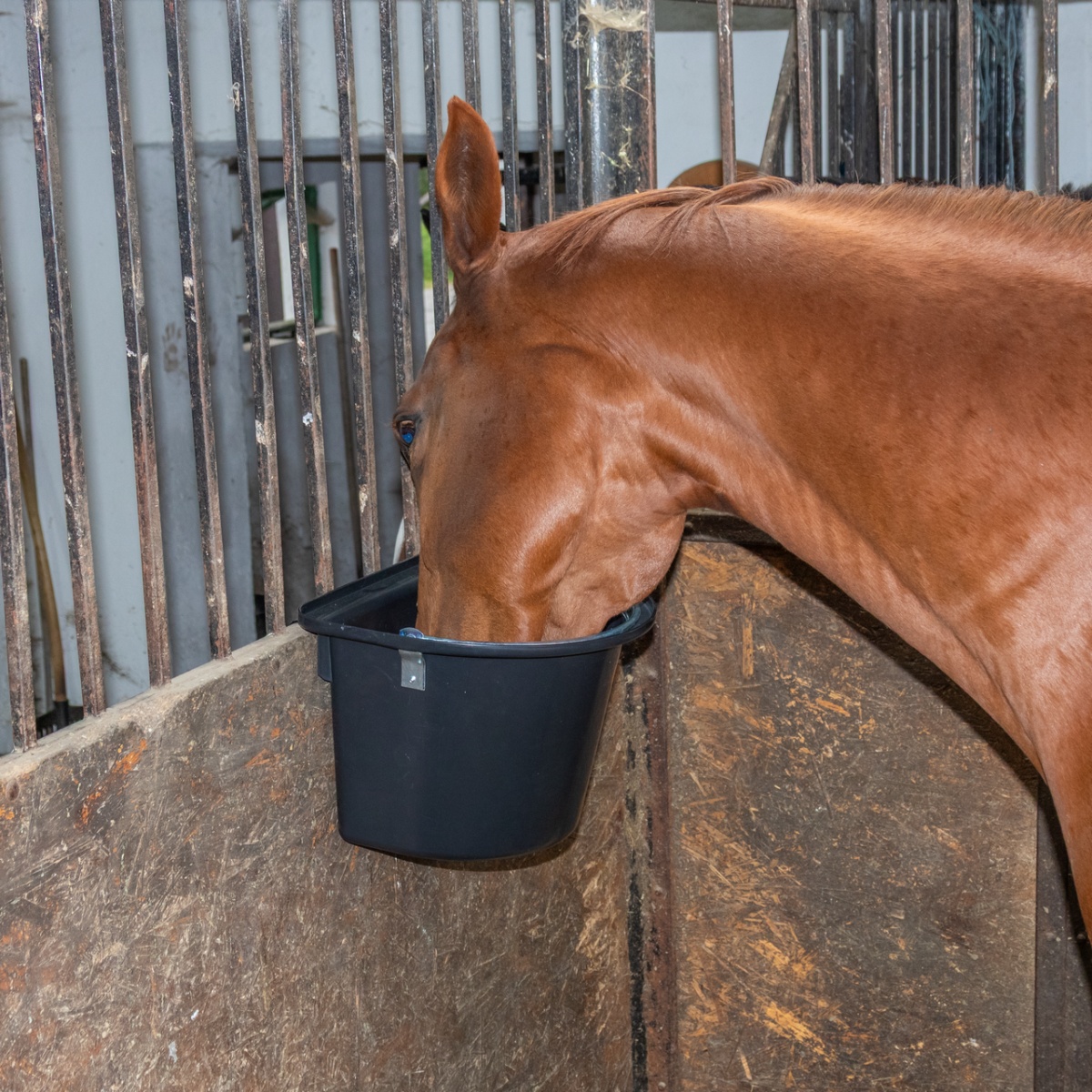 Găleată de hrănire pentru cabaline, cu dispozitiv de fixare și mâner, negru, 12 litri