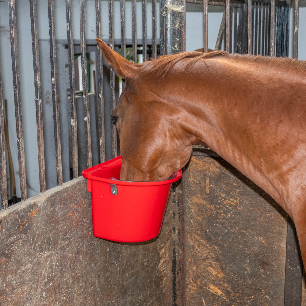 Găleată de hrănire pentru cabaline, cu dispozitiv de fixare și mâner, roșu, 12 litri