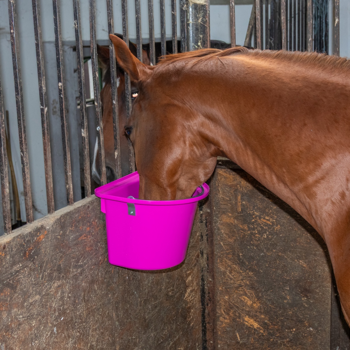 Găleată de hrănire pentru cabaline, cu dispozitiv de fixare și mâner, roz, 12 litri